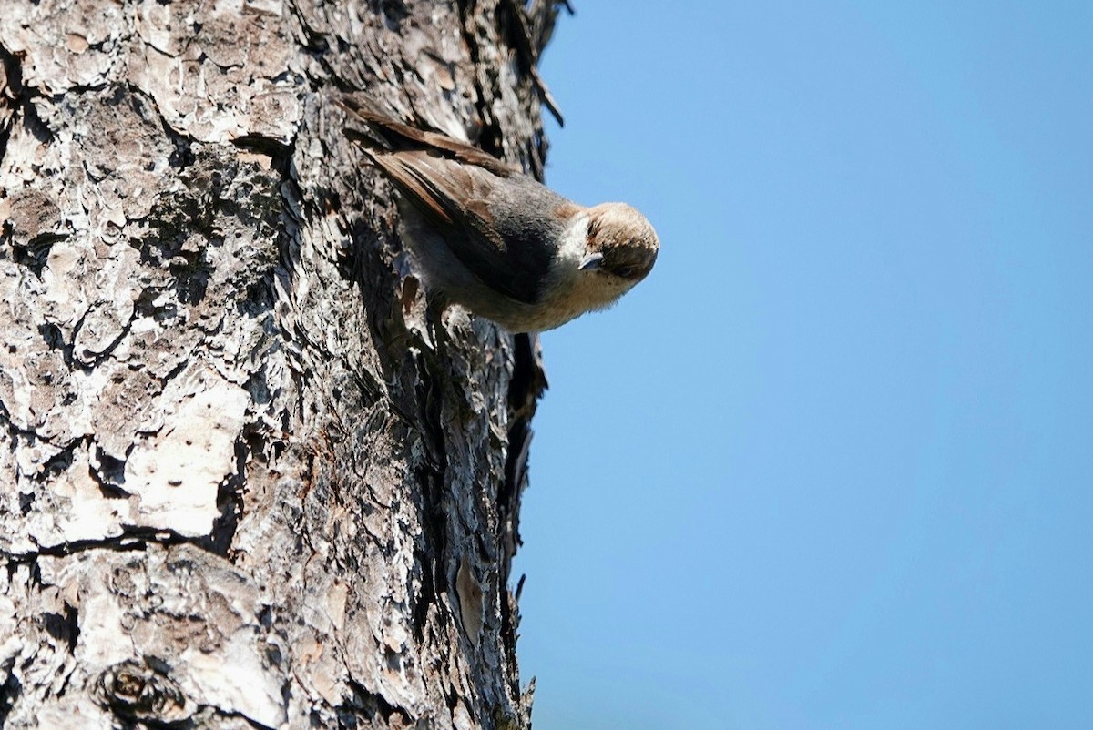 Brown-headed Nuthatch - ML617351293