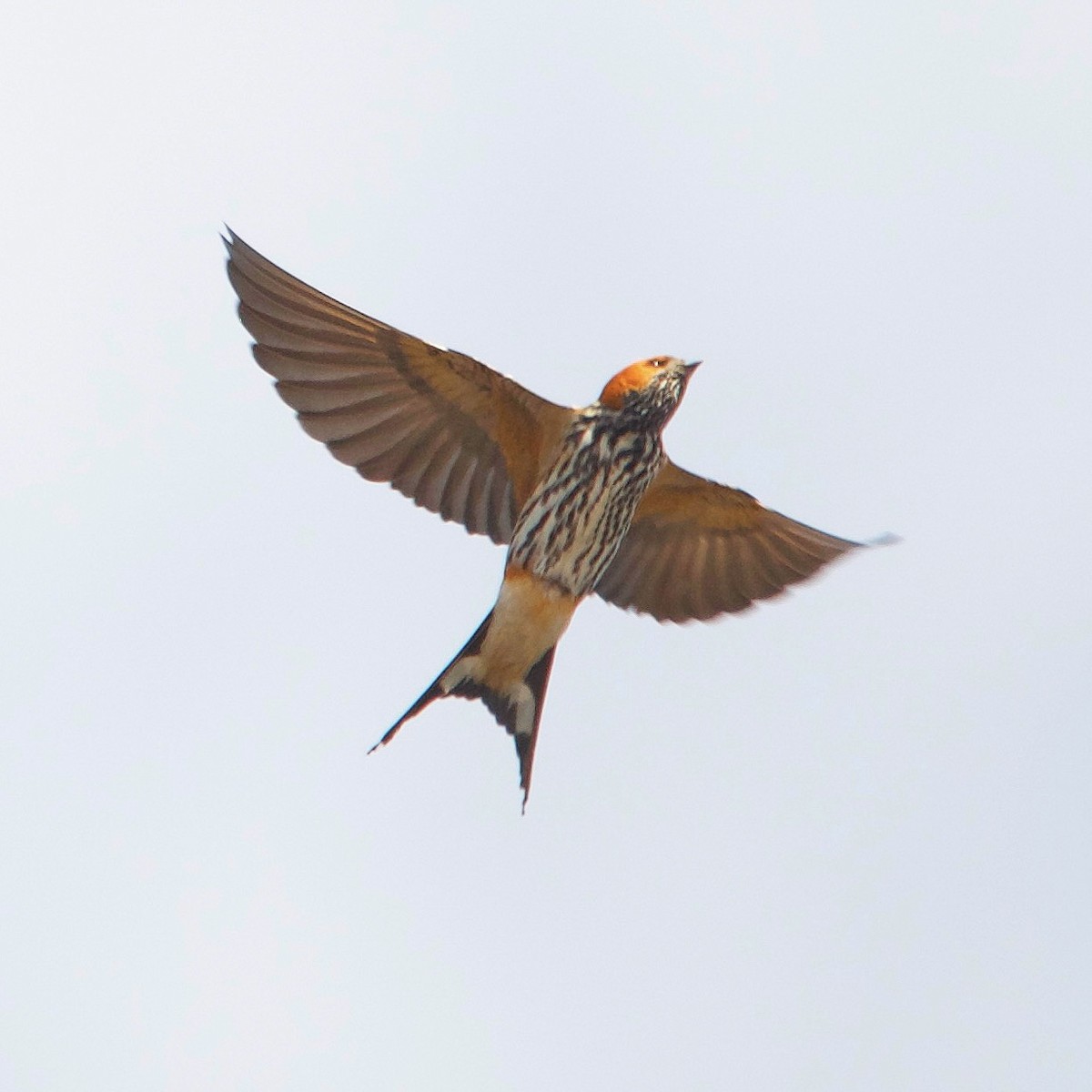 Lesser Striped Swallow - ML617351303