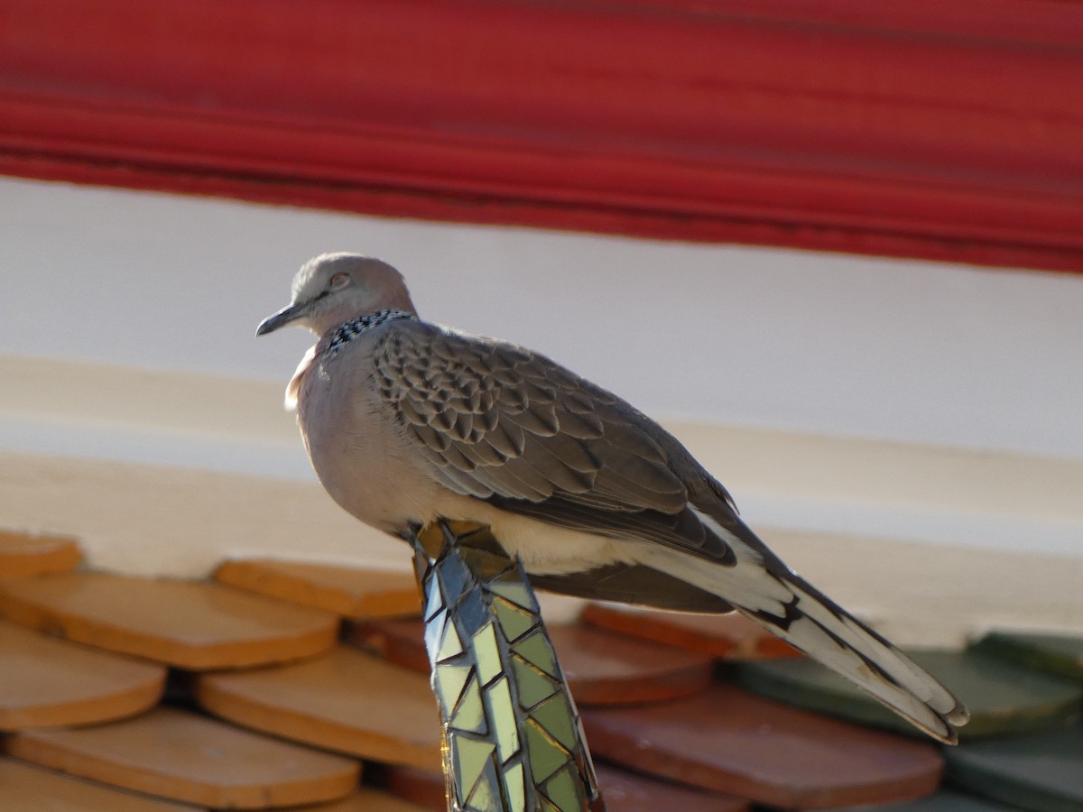 Spotted Dove - ML617351390