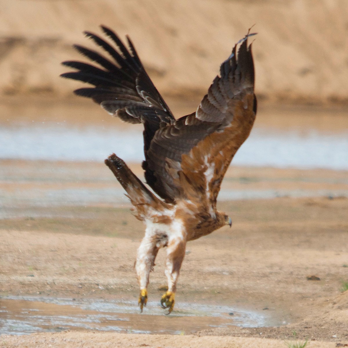 Tawny Eagle - Duwan Botha