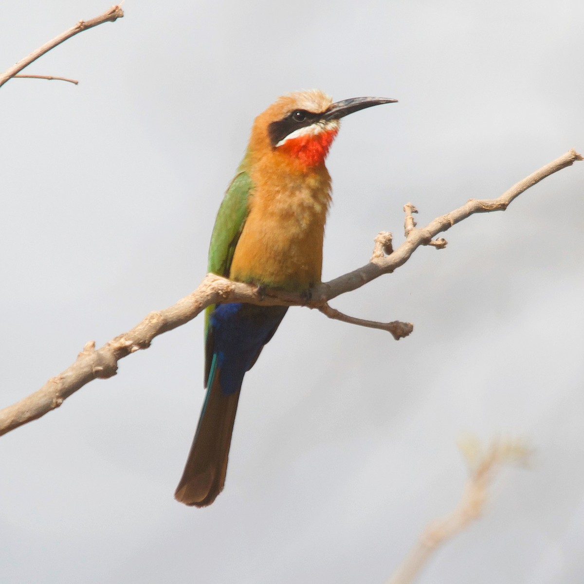 White-fronted Bee-eater - ML617351400