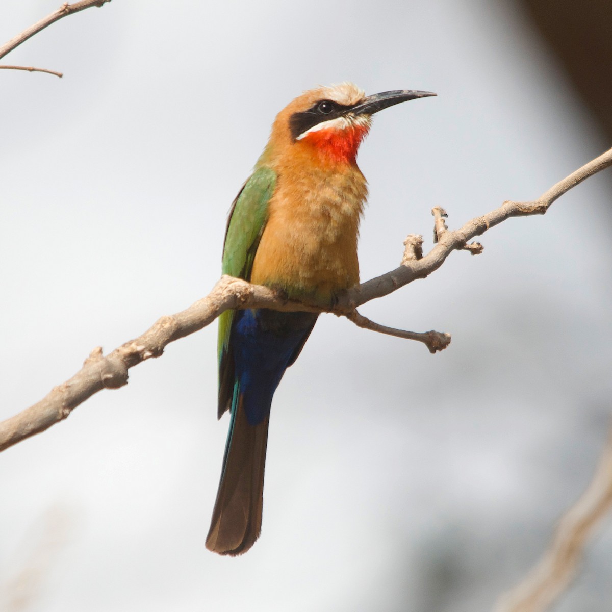White-fronted Bee-eater - ML617351401