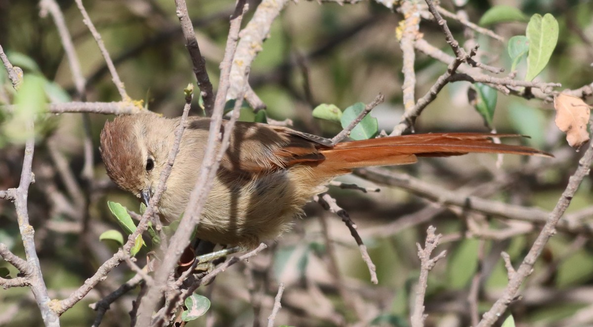 Brown-capped Tit-Spinetail - ML617351402