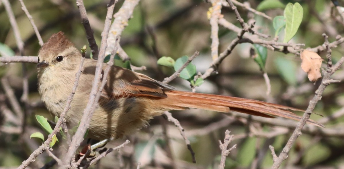 Brown-capped Tit-Spinetail - ML617351403