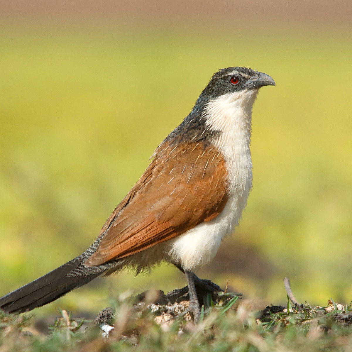 White-browed Coucal - ML617351446