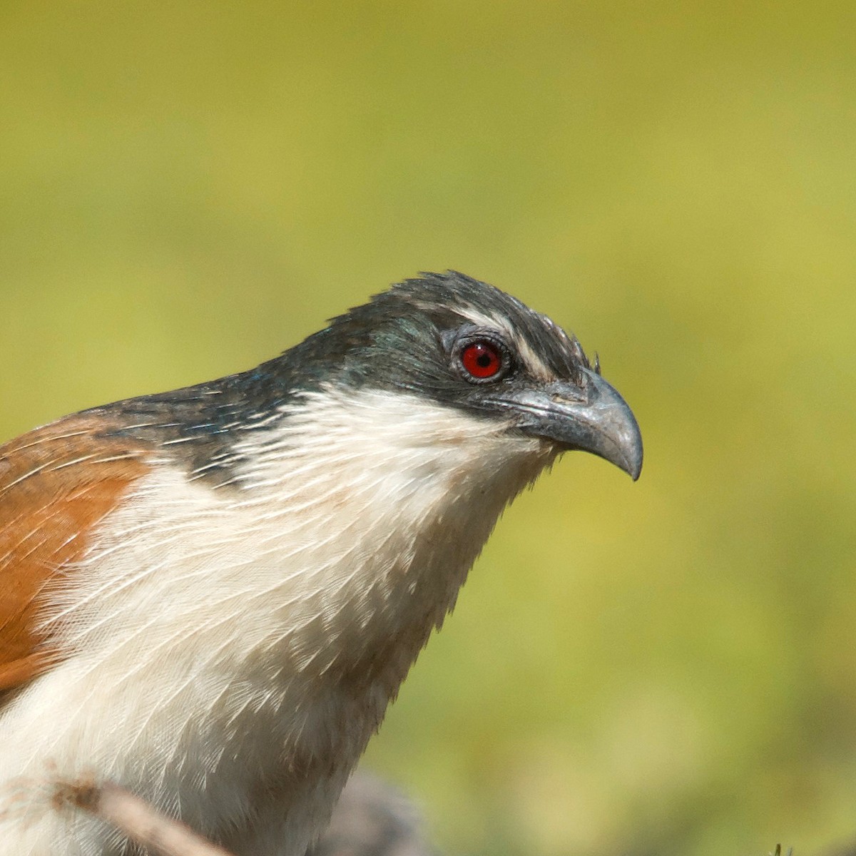 White-browed Coucal - ML617351447
