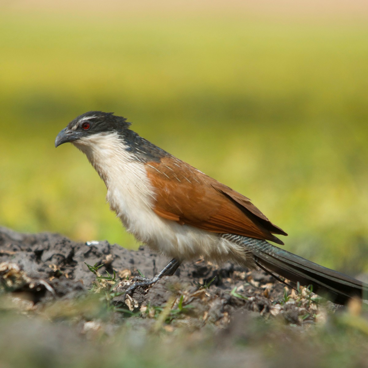 White-browed Coucal - ML617351448