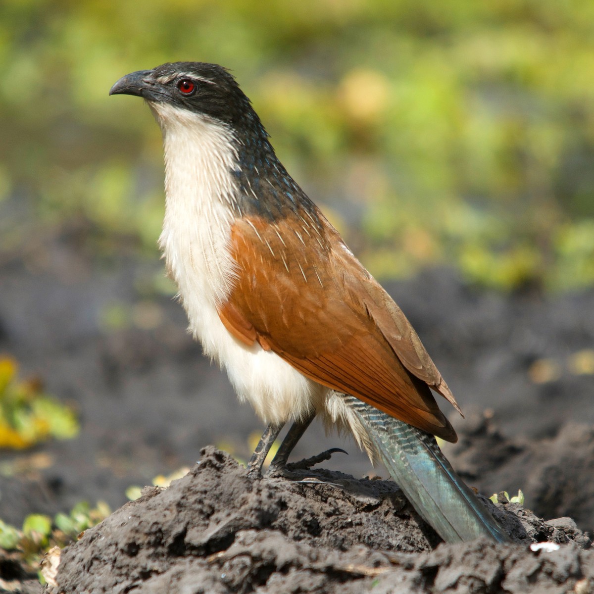 White-browed Coucal - ML617351449