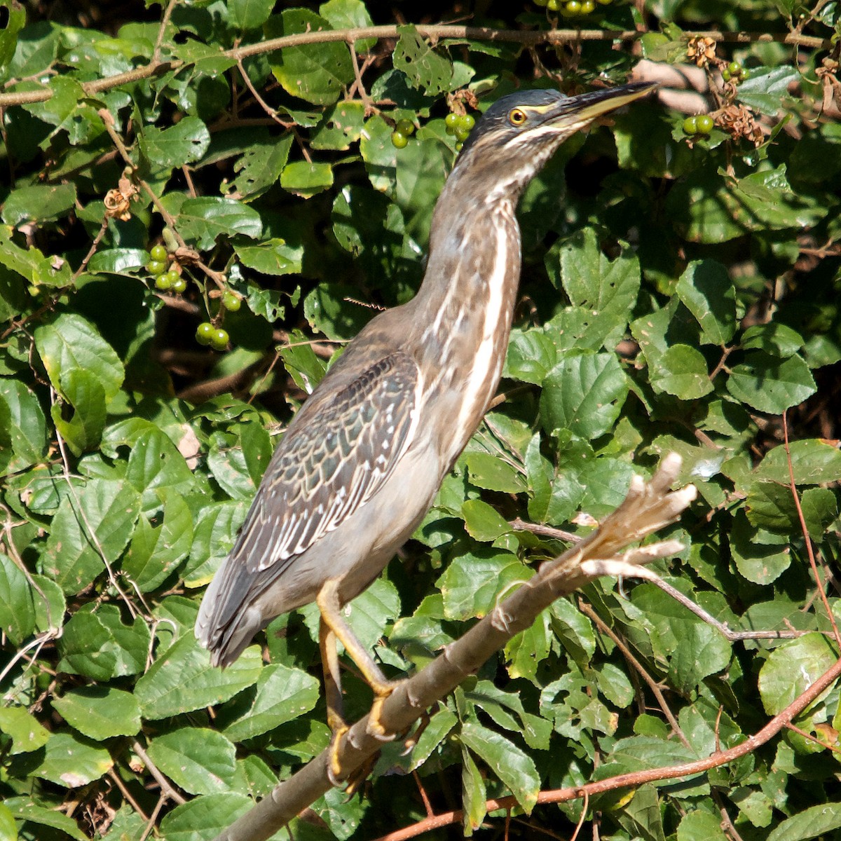 Striated Heron - Duwan Botha