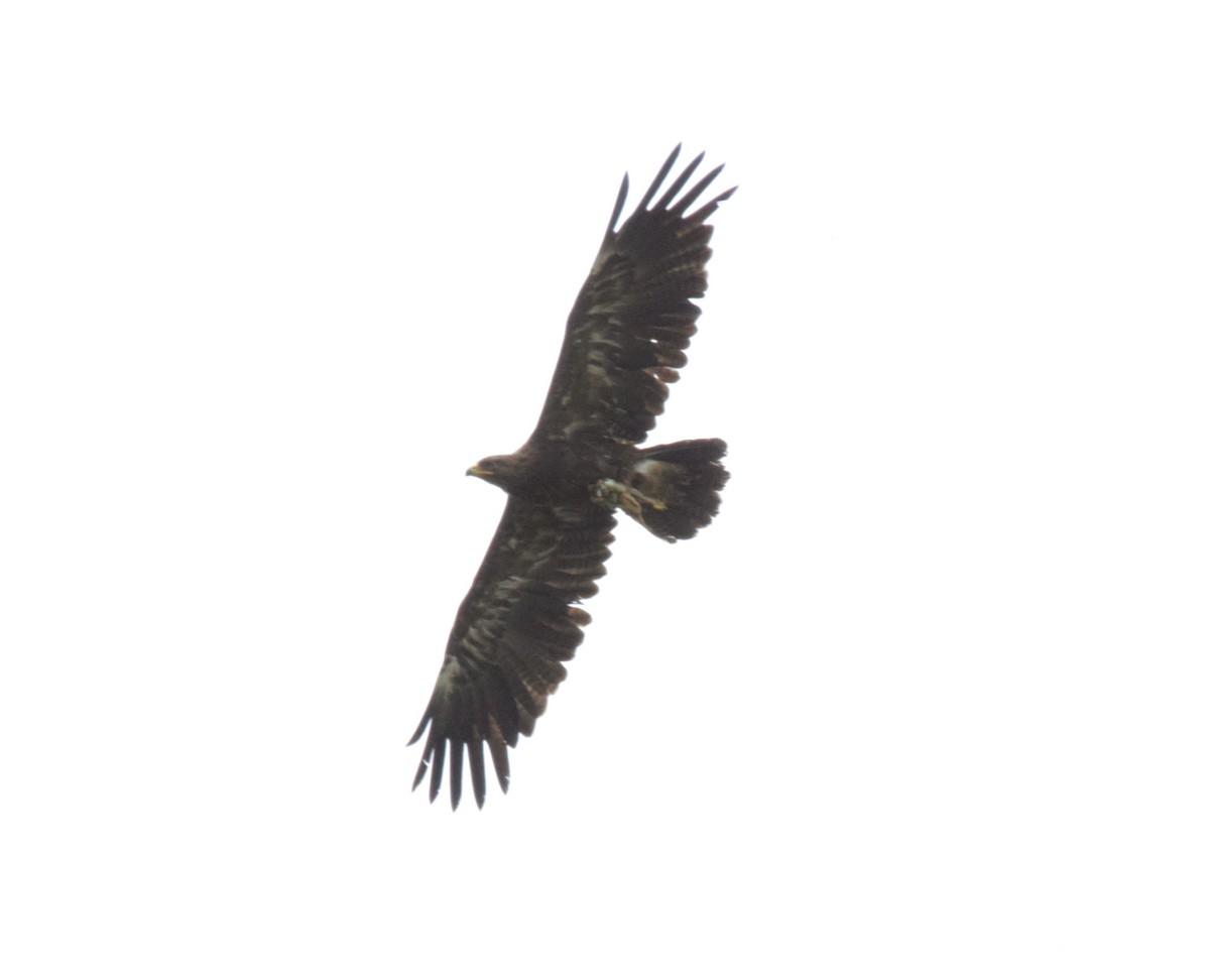 Lesser Spotted Eagle - ML617351511