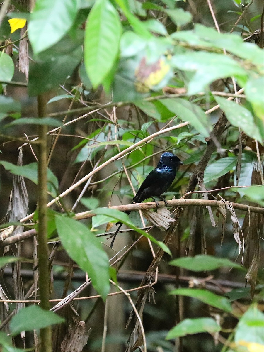 Lesser Racket-tailed Drongo - ML617351541