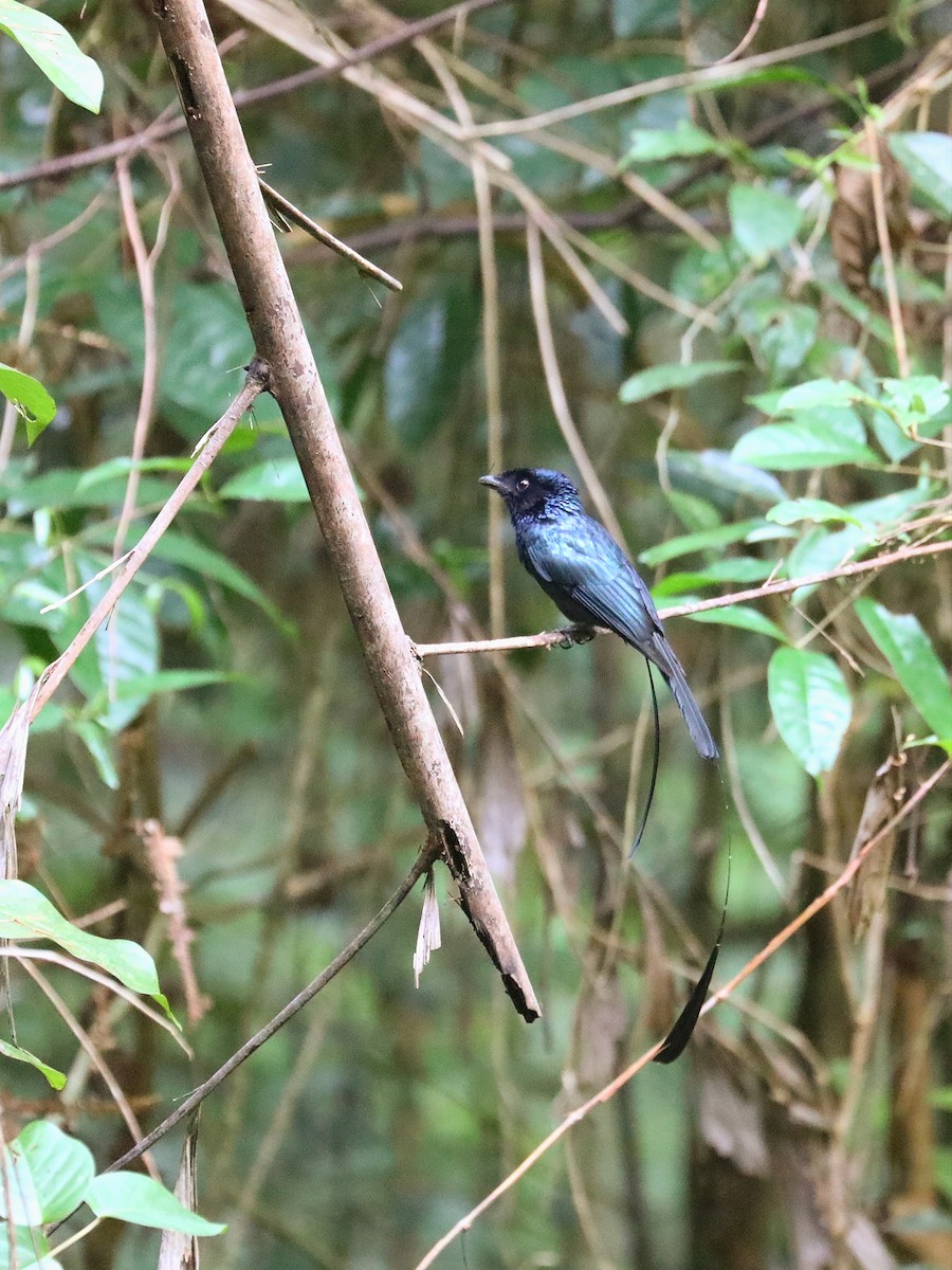 Lesser Racket-tailed Drongo - ML617351542