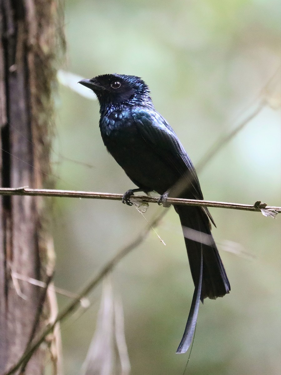 Lesser Racket-tailed Drongo - ML617351543