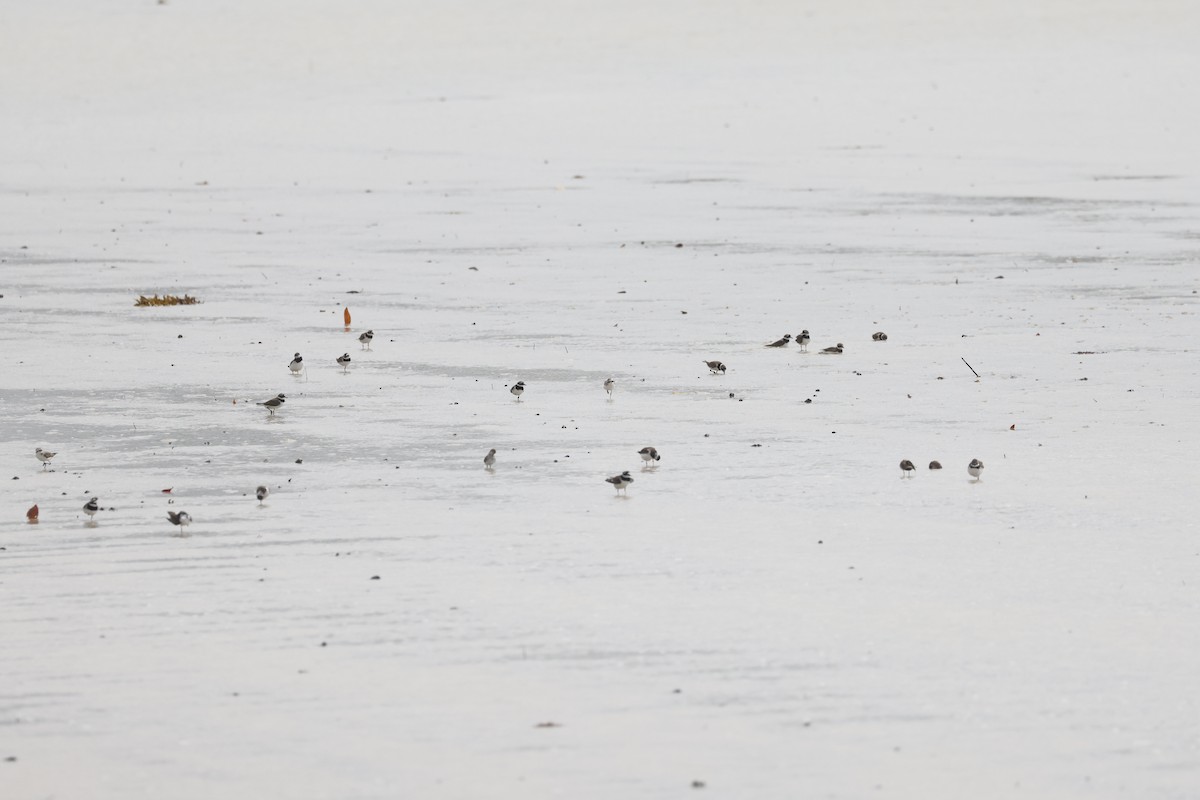 Common Ringed Plover - ML617351567