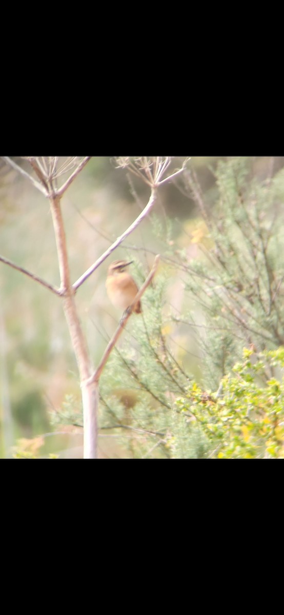 Whinchat - ML617351579