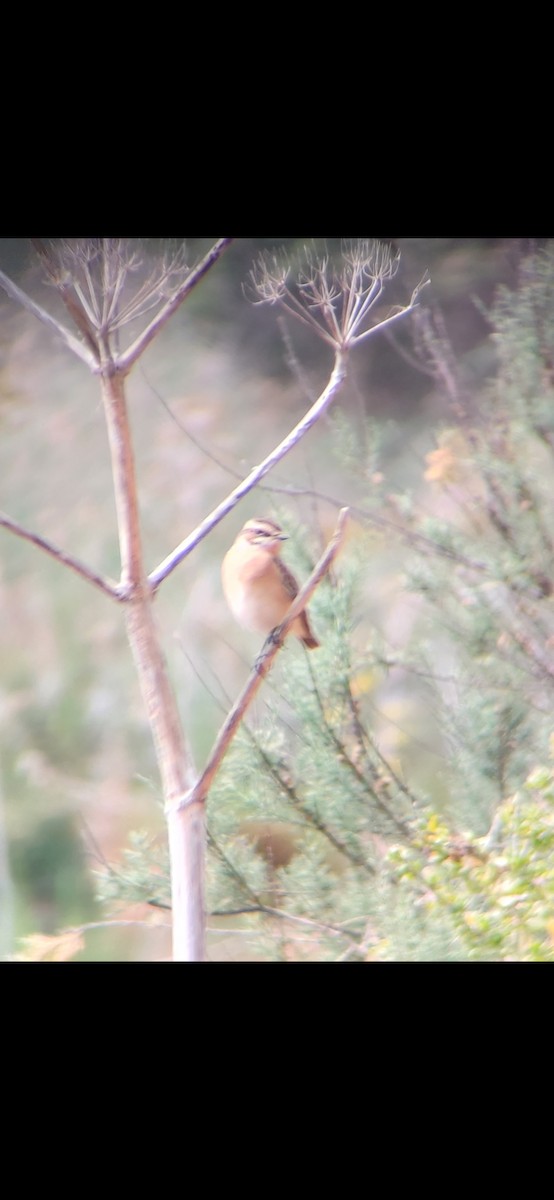 Whinchat - ML617351581