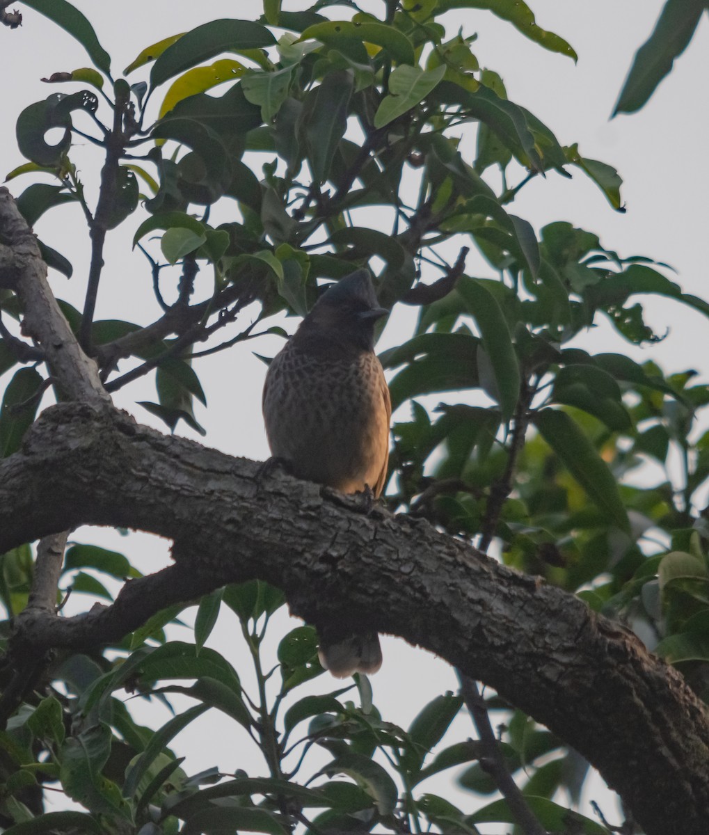Red-vented Bulbul - ML617351603