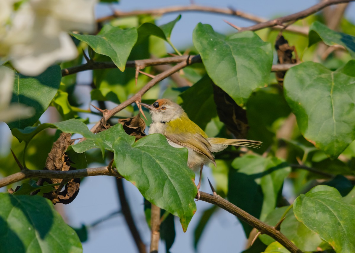 Common Tailorbird - Arun Raghuraman