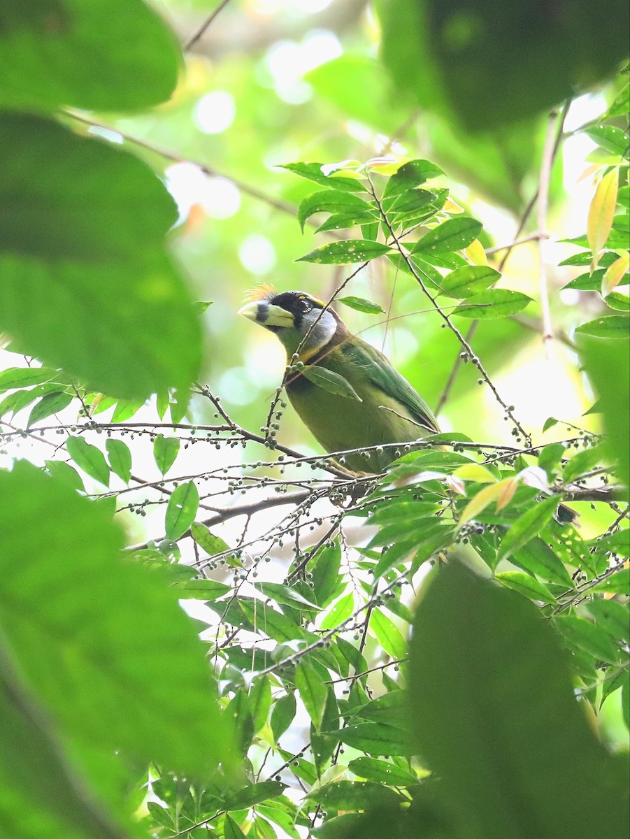 Fire-tufted Barbet - ML617351623