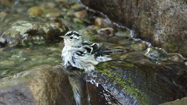 Black-and-white Warbler - ML617351641