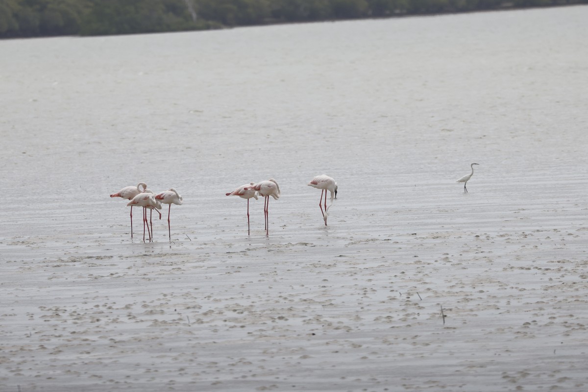 Greater Flamingo - ML617351646