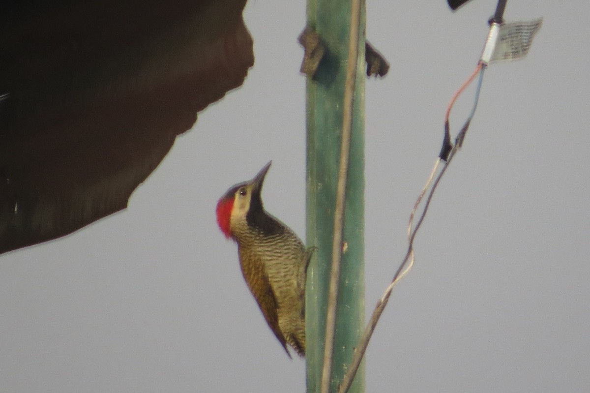 Black-necked Woodpecker - ML617351647