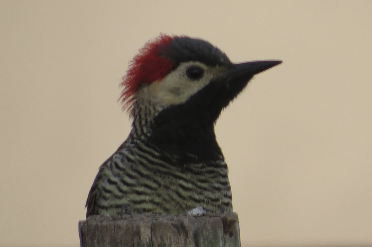 Black-necked Woodpecker - ML617351650