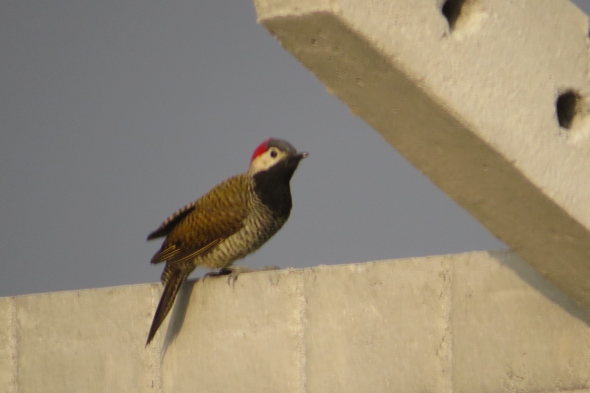 Black-necked Woodpecker - ML617351653