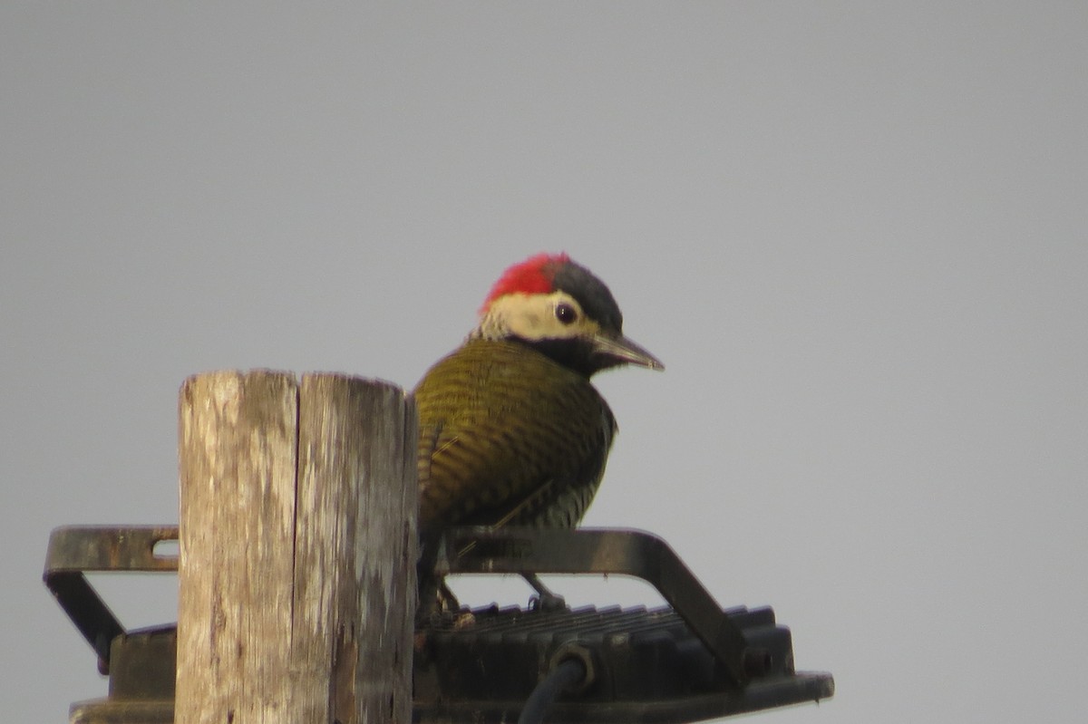 Black-necked Woodpecker - ML617351654