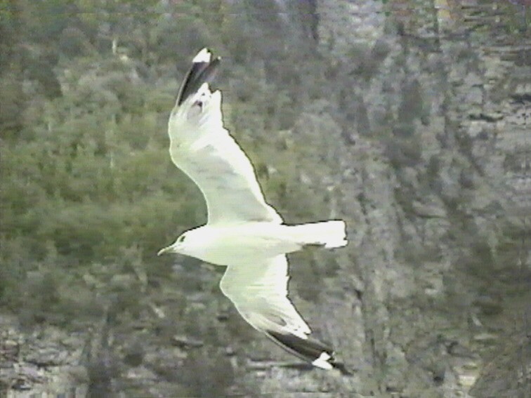 Common Gull - ML617351655