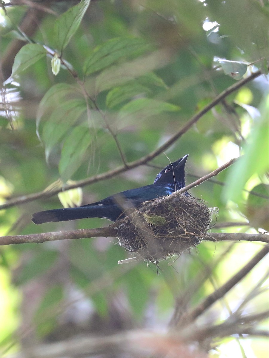 Lesser Racket-tailed Drongo - ML617351675