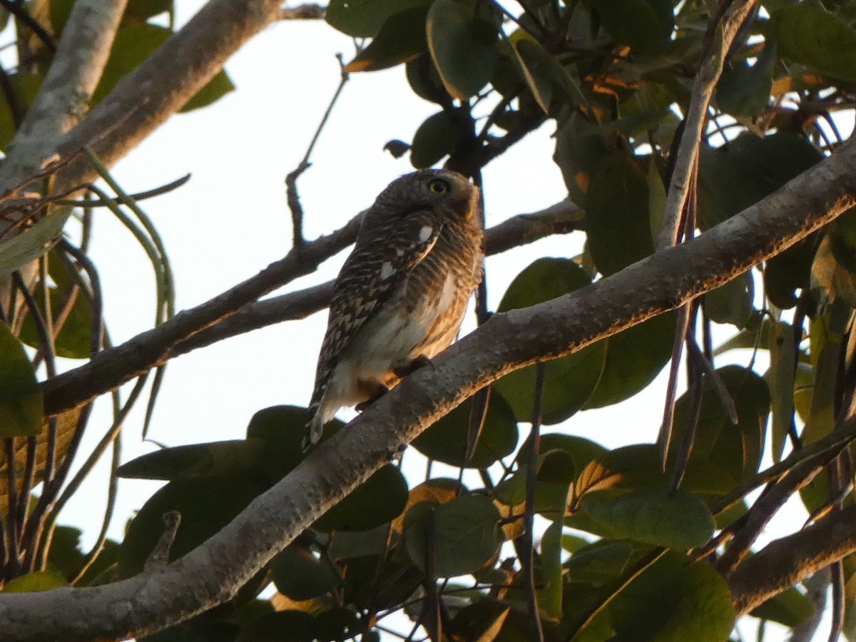 Asian Barred Owlet - ML617351682