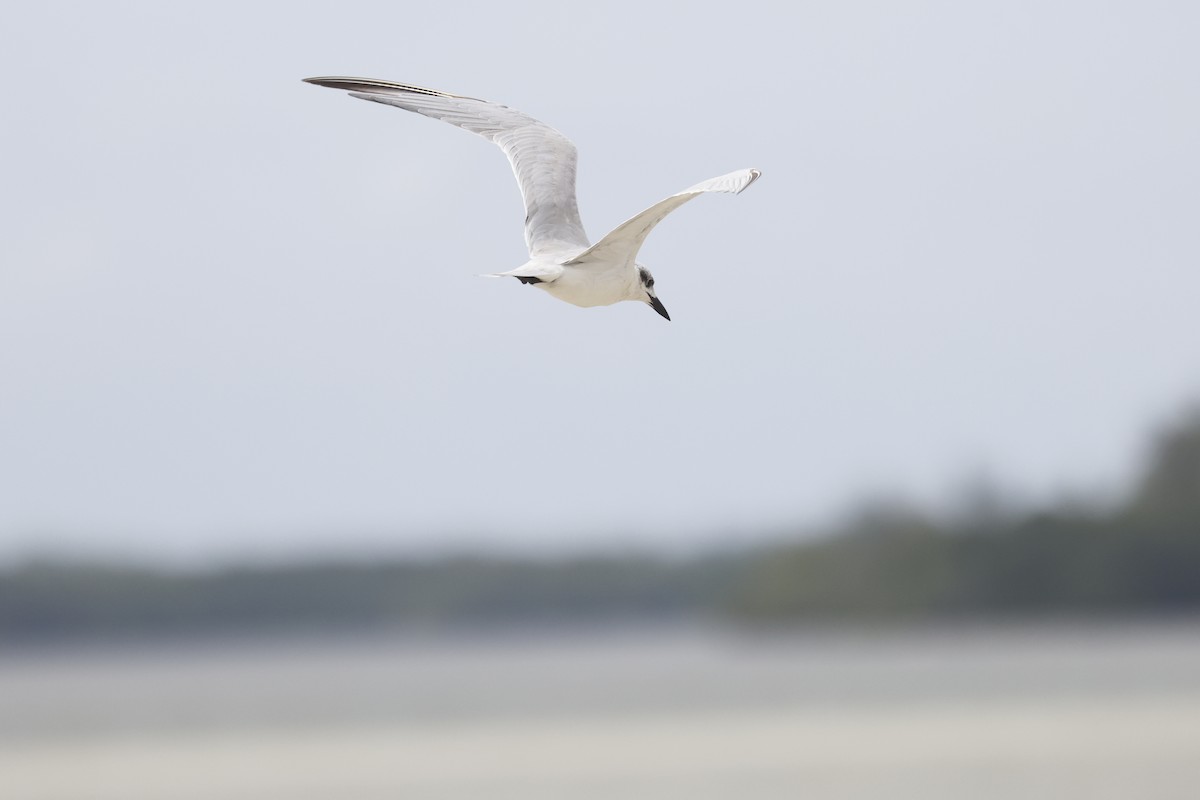 Gull-billed Tern - Mario Garcia
