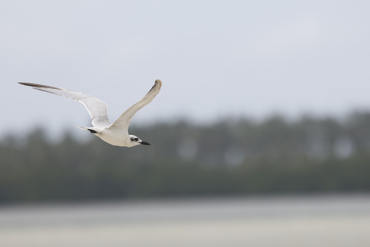 Gull-billed Tern - Mario Garcia