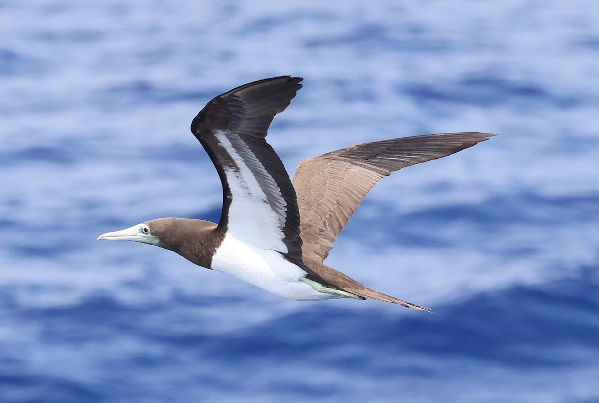 Brown Booby (Brewster's) - ML617351705