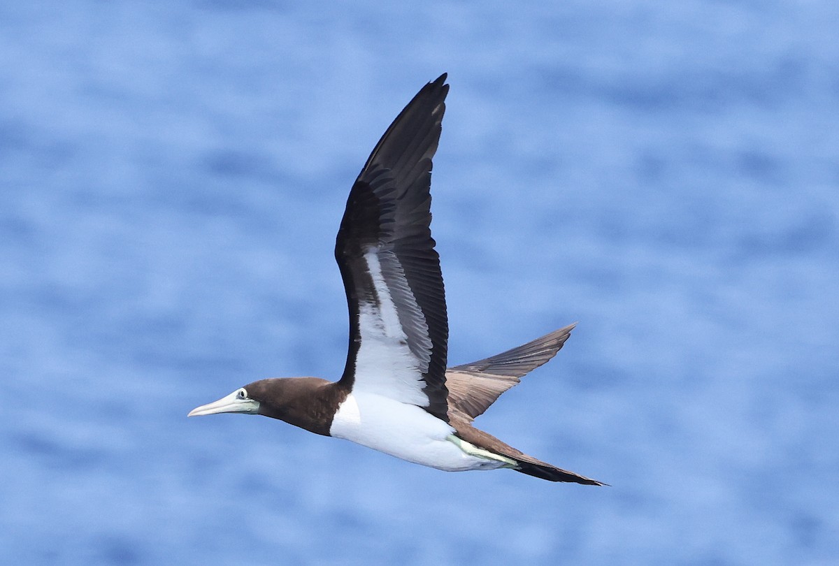 Brown Booby (Brewster's) - ML617351707