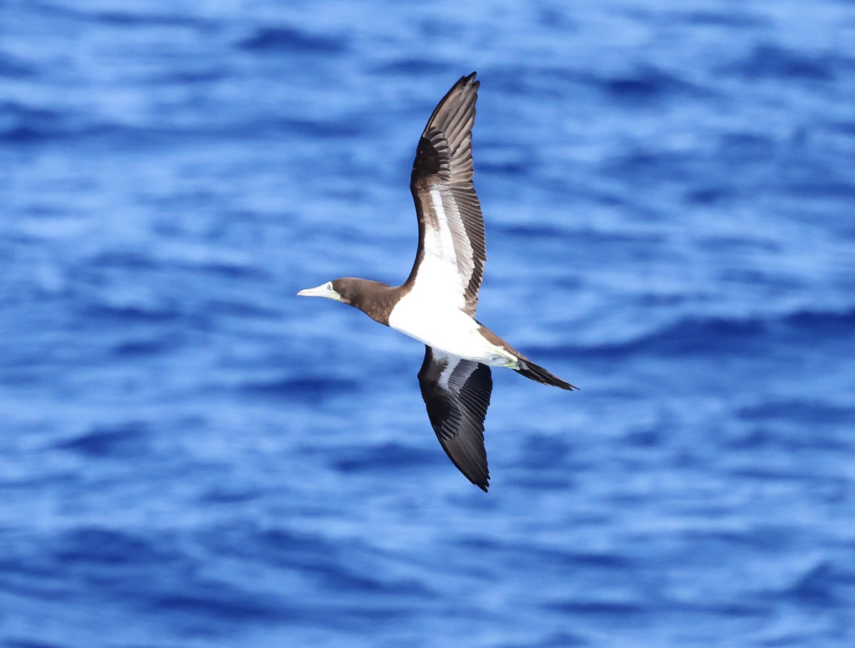 Brown Booby (Brewster's) - ML617351709