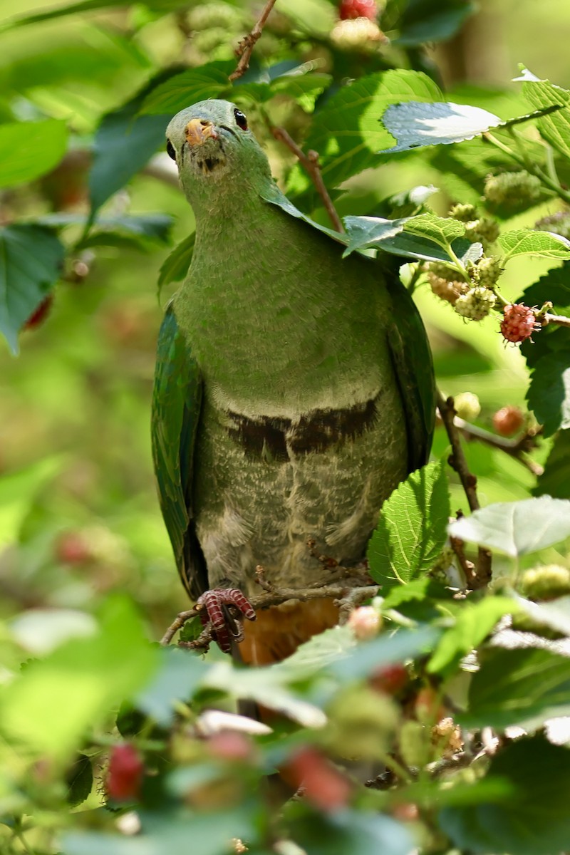 Black-chinned Fruit-Dove - ML617351726