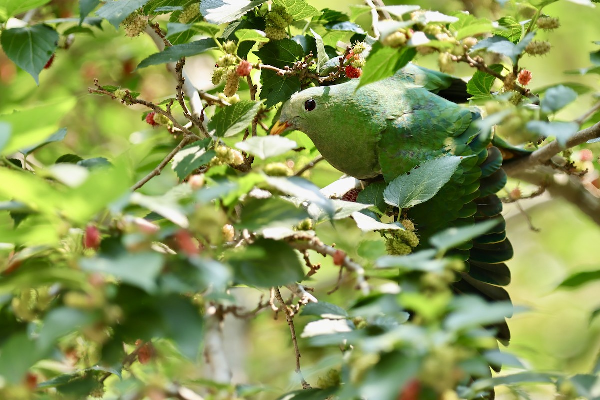 Black-chinned Fruit-Dove - Anonymous