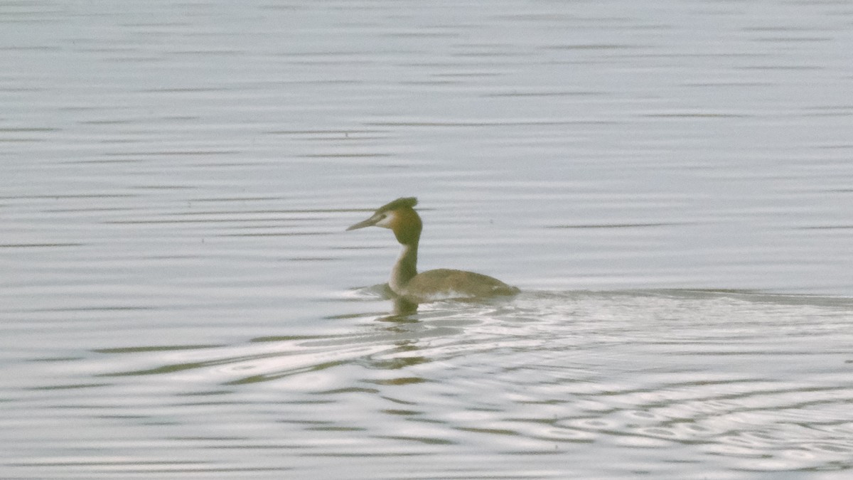 Great Crested Grebe - ML617351782