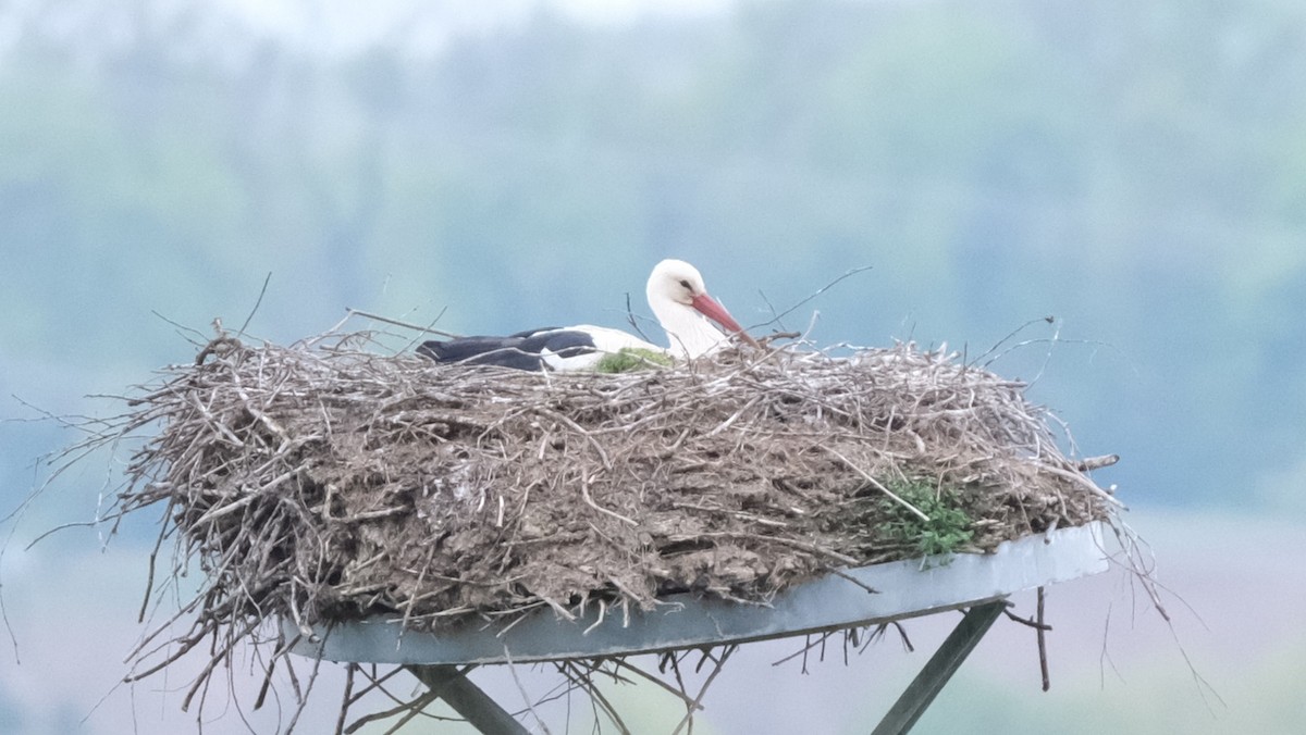 White Stork - ML617351791