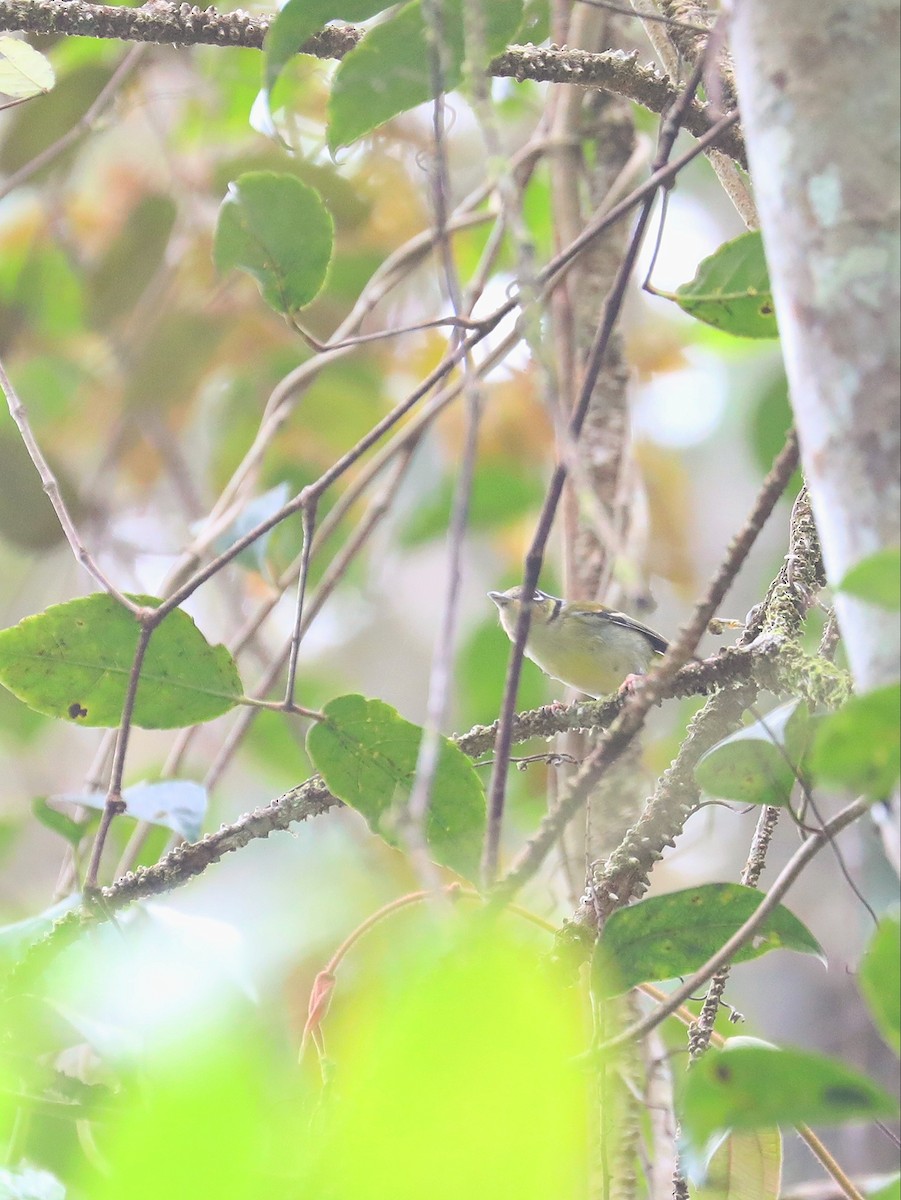 Black-eared Shrike-Babbler - ML617351843