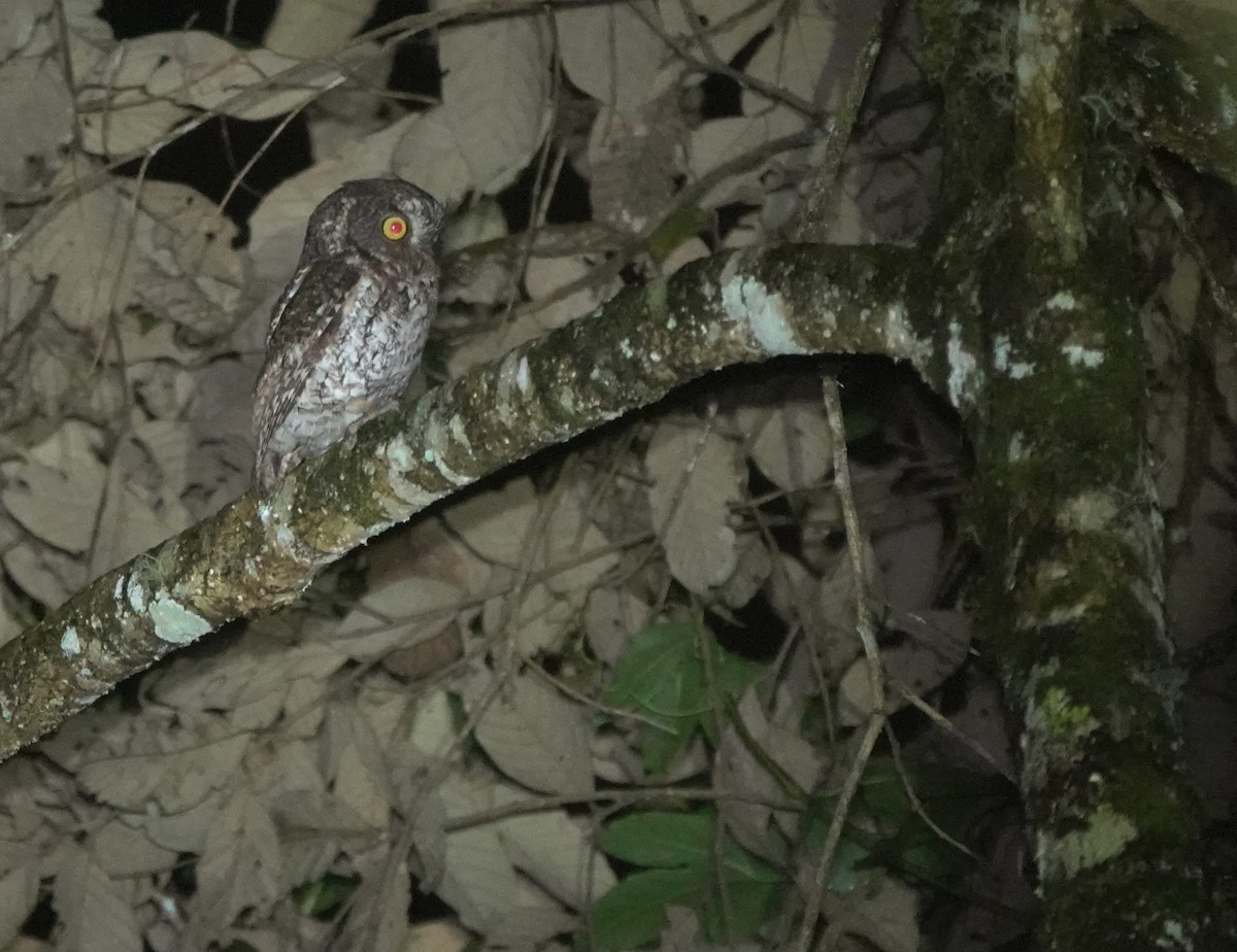 Mindanao Scops-Owl - ML617351917