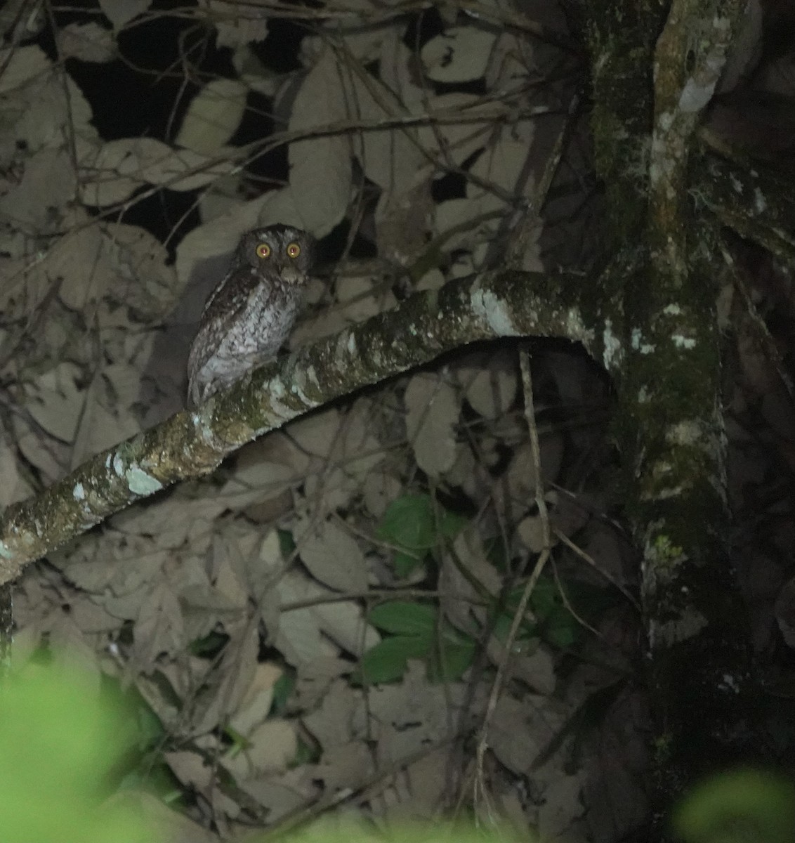 Mindanao Scops-Owl - ML617351920