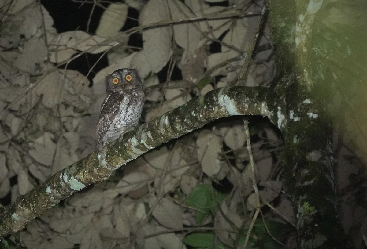 Mindanao Scops-Owl - ML617351921