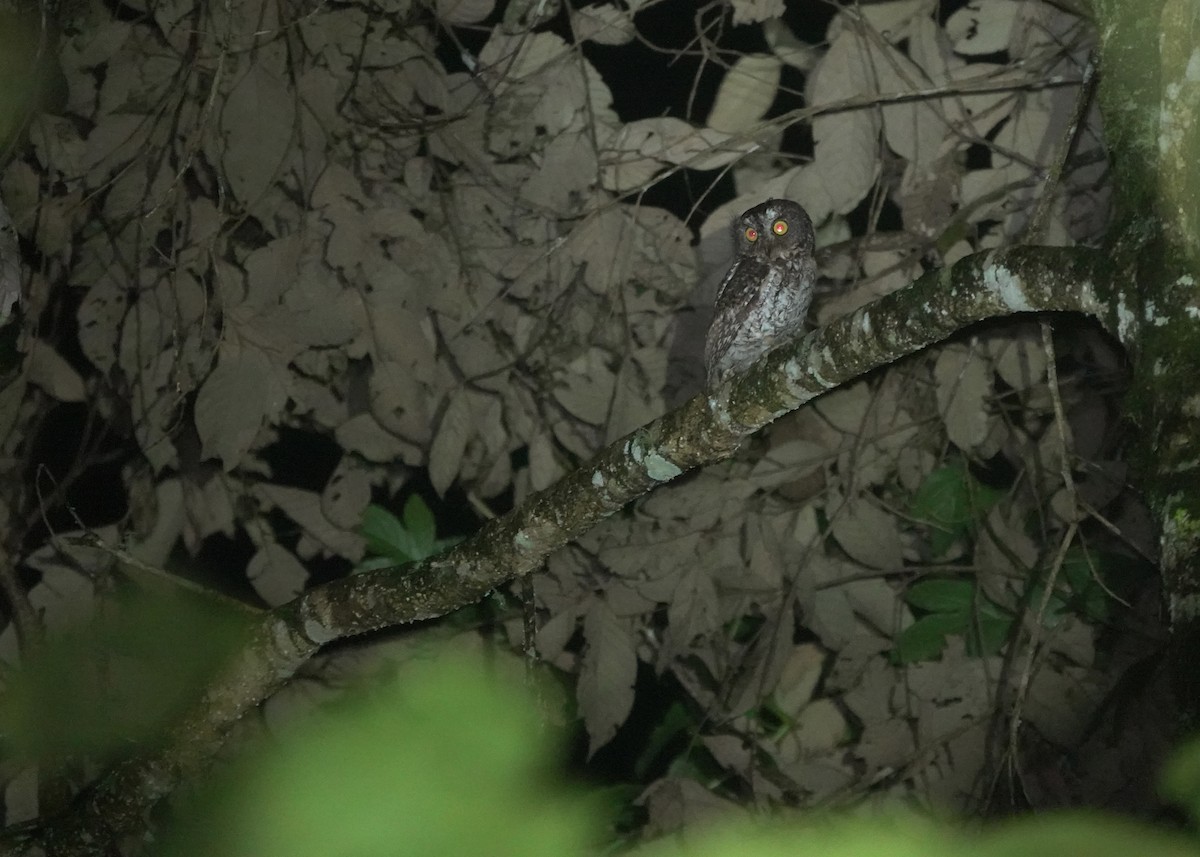 Mindanao Scops-Owl - ML617351923