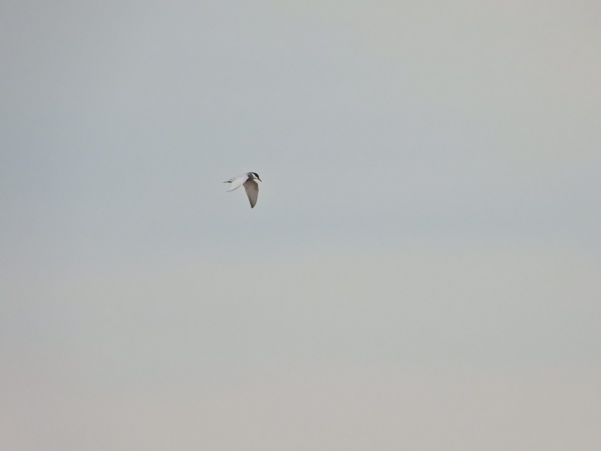 White-winged Tern - ML617352032