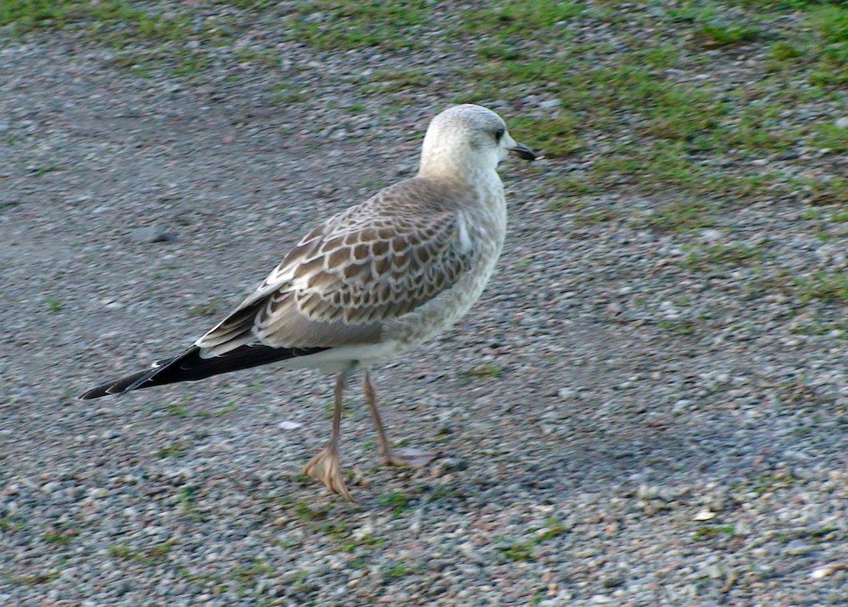 Common Gull (European) - ML617352112