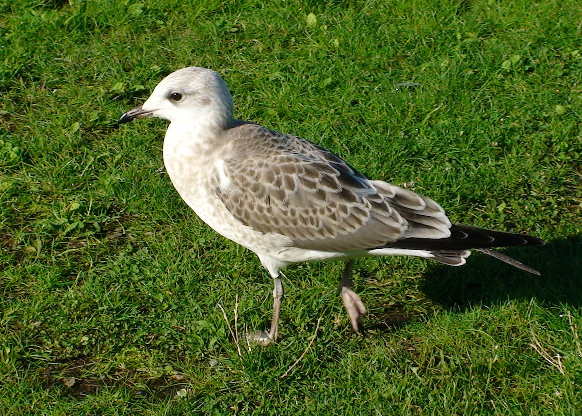 Common Gull (European) - ML617352113