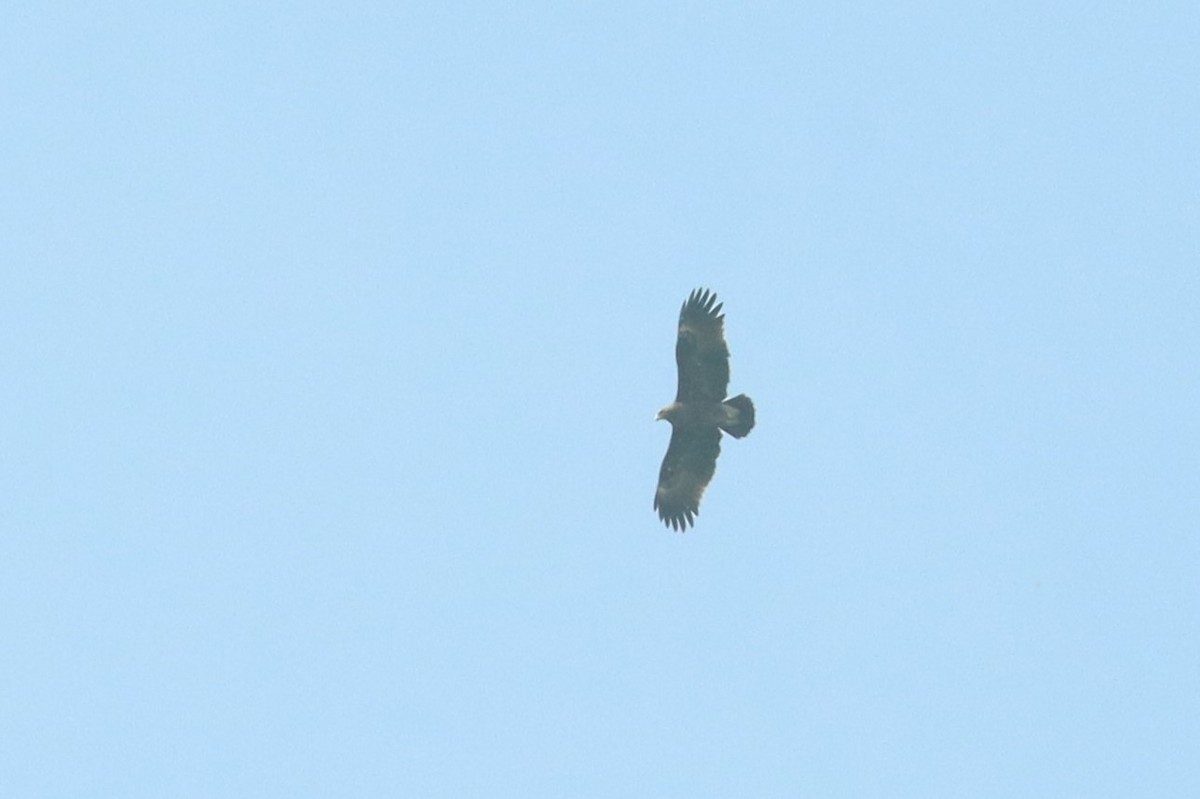 Greater Spotted Eagle - ML617352190